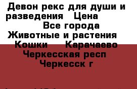 Девон рекс для души и разведения › Цена ­ 20 000 - Все города Животные и растения » Кошки   . Карачаево-Черкесская респ.,Черкесск г.